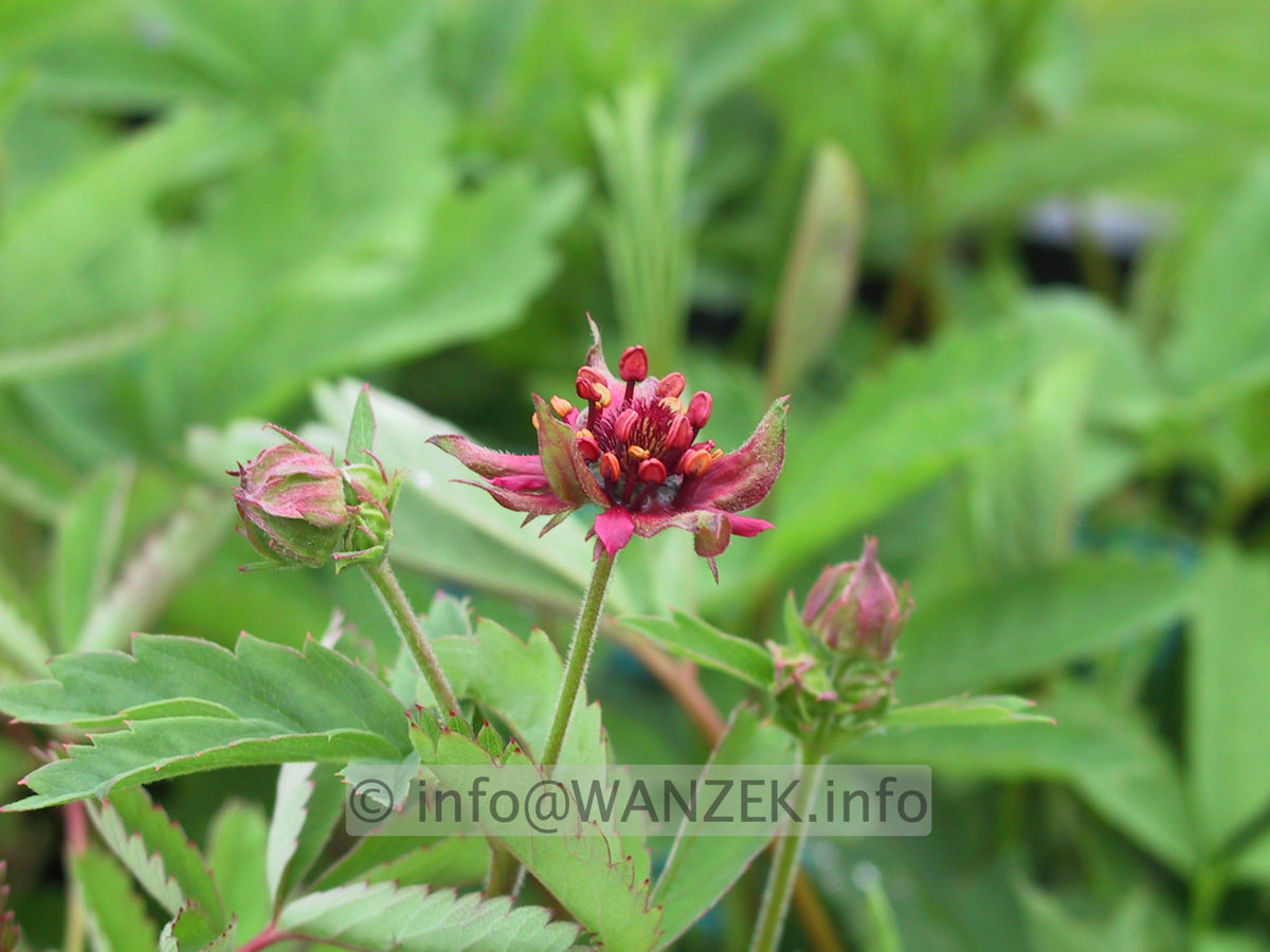 Comarum palustre - Bluetenmacro.JPG